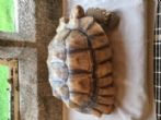 Rehomed...Sulcata:  Young Female approx 5 yearsold (Esiotrot)